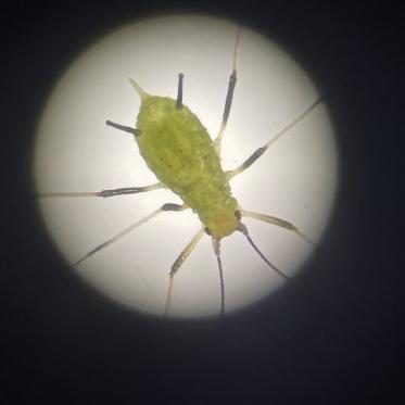 Aphid under microscope