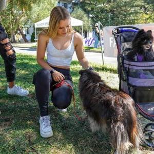 Students play with dog