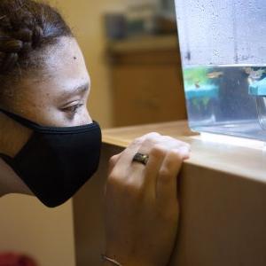 Science Student wearing a mask staring at live fish in a lab