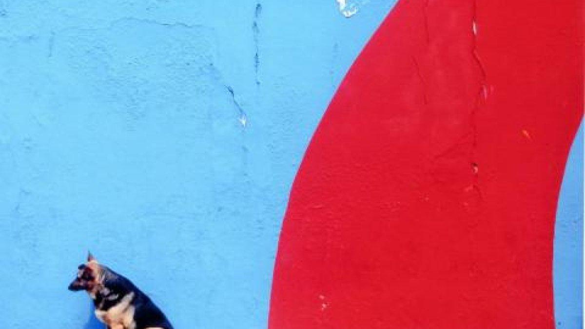 a dog sitting by a red and blue wall